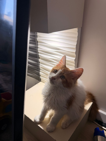 Maine Coon x Persian
