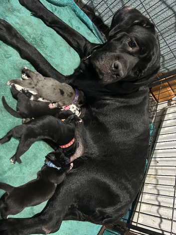 Great Dane X Mastiff Daniff Girls.