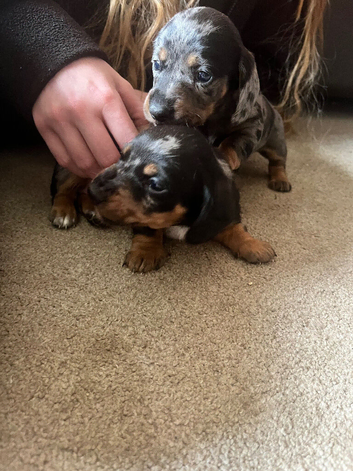 Miniature Daschund Puppies