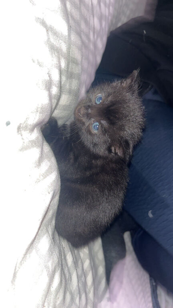 Kittens