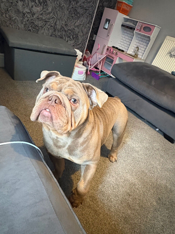 British bulldog named sully