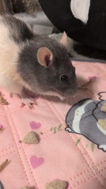 Single female rat for sale