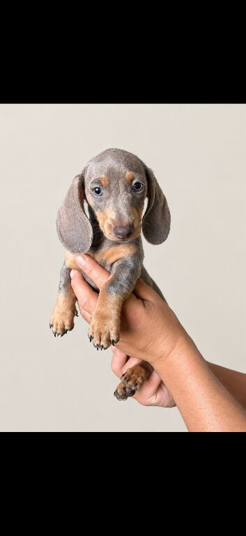 3 beautiful miniature dachshund puppies