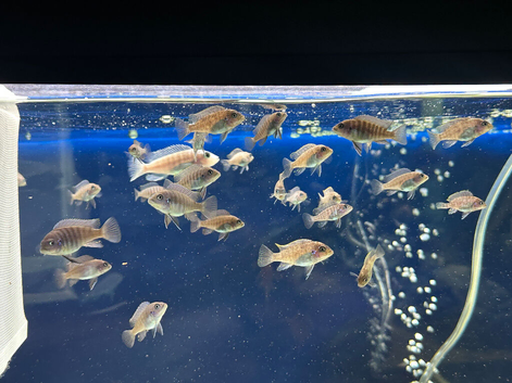 mbuna for sale