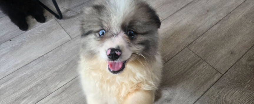 Pretty Pomeranians