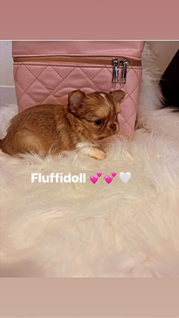 Quality chihuahua girl