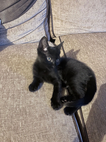 Vaccinated black kitten 14 weeks