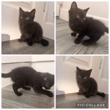 Girl kitten