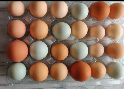 Fertilized chicken eggs for sale in London