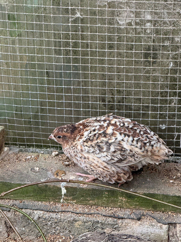 Japanese Quails looking for a new homr