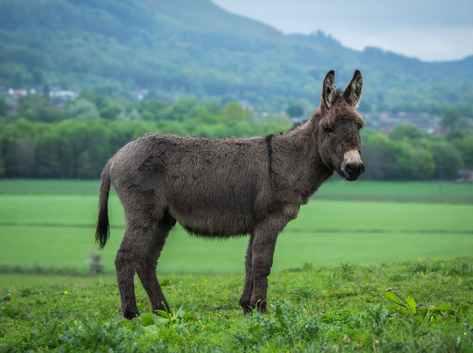 20 month old Donkey gelding