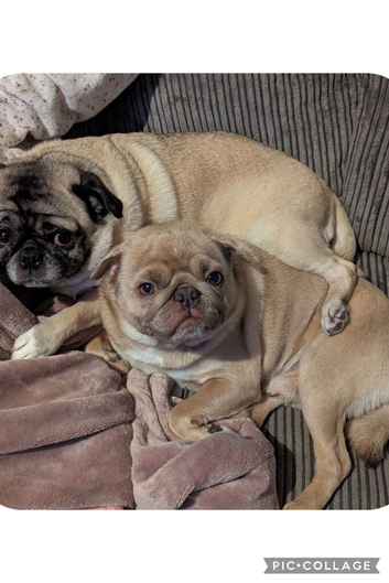 Pug Puppies and Dogs for sale in Telford | Freeads Pets