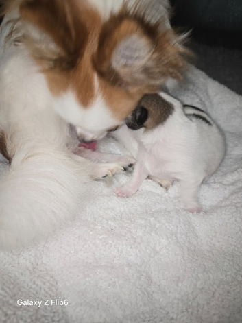Male Chihuahua sold
