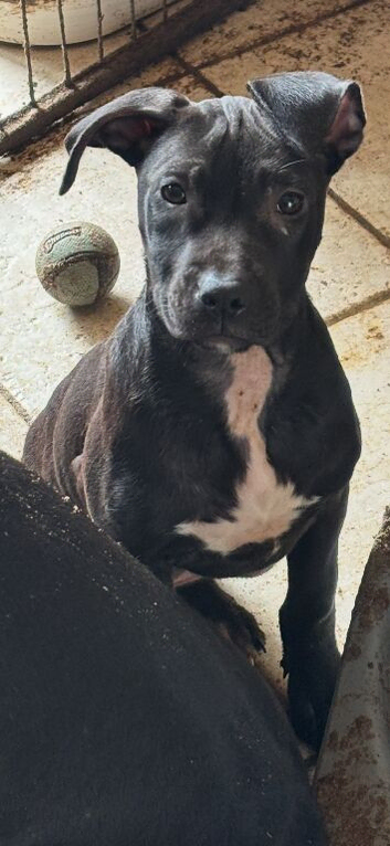 Playful Staffy Pups