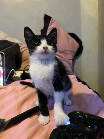 kittens