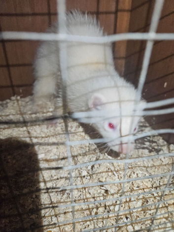 2 semi angora albino ferrets