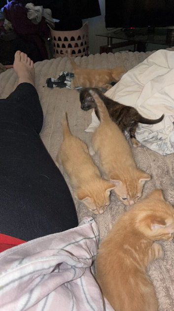 4 beautiful ginger boys and a girl tortoise shell