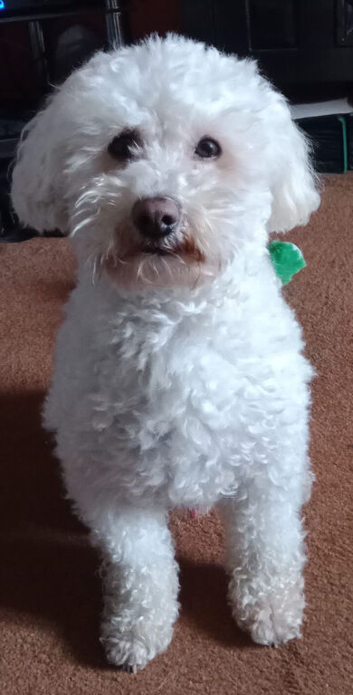 9 year old Poochon
