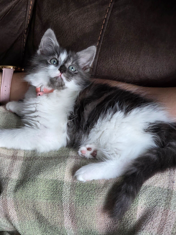 Stunning kittens