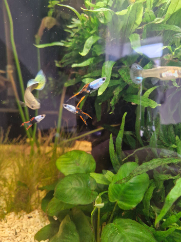 Endler guppies