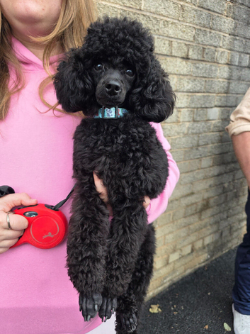 Kc toy poodle