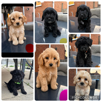 Beautiful cockapoos