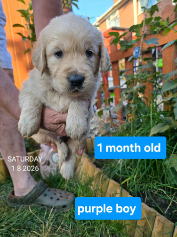 Gorgeous Golden Retriever Puppies KC Reg