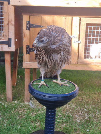 Imprint male goshawk