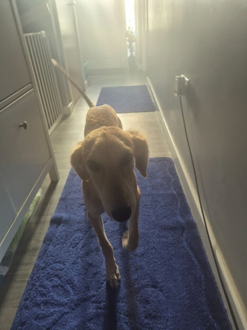 Male suluki greyhound 6 months