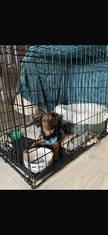 Beautiful dachshund cross