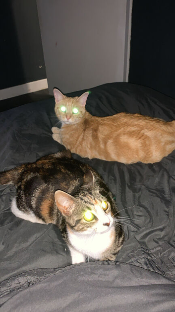 Cats for sale
