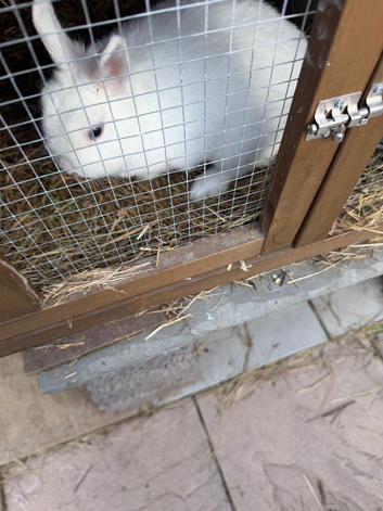 Rabbit