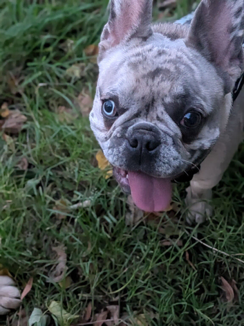 Beautiful merle colour male different colour eyes for stud