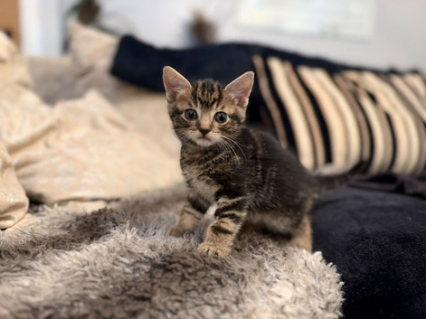 Male an female kitten
