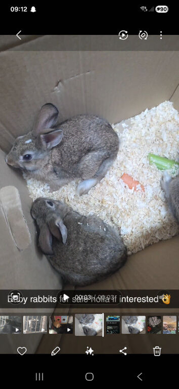 Rabbit