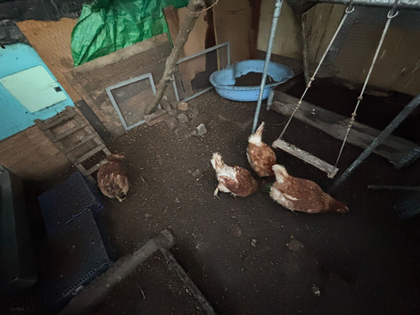4 hens