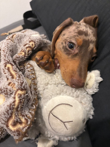 Devastated 11weeks old