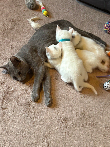 3 male kittens