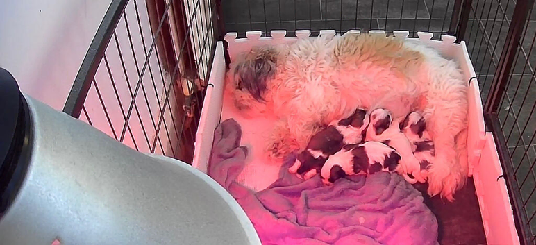 4 Shih Tzu puppies