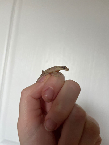 Mourning Geckos
