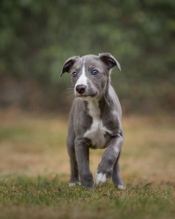 Whippet Puppy - KC registered