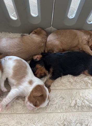 Cavalier King Charles spaniel puppies health tested parents