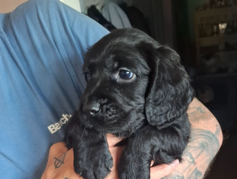 8 gorgeous sprocker spaniel pups