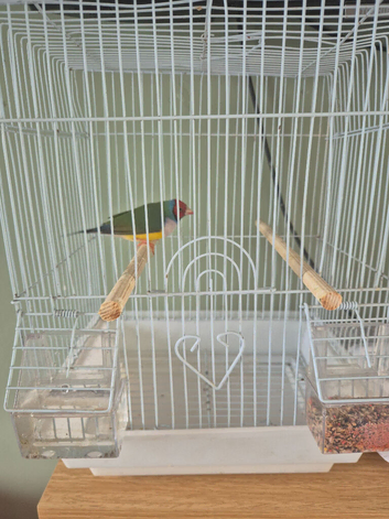 Male gouldian