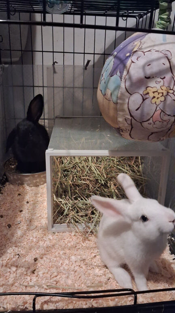 3 rabbits for sale
