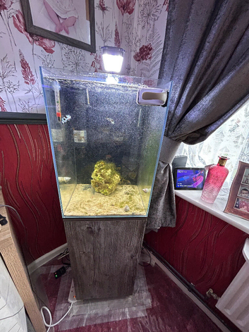 Complete Marine Setup with Pair of Storm Designer Clown fish 55L Cube Glass Fish Tank with Plywood Stand, 35 w x 35d x 50h cm saltwater