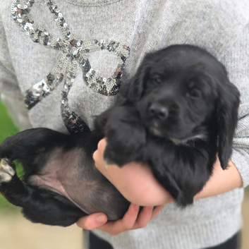 Beautiful Cocker Spaniel Puppies looking for loving homes.