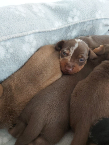 miniature dachshund puppies
