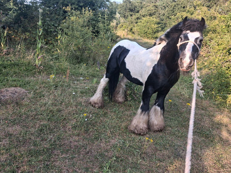 Black and White Stallion