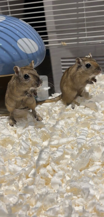 2 boy gerbils